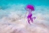 تصاویر زیبا ترین جاندار دریا در حال حرکت+ فیلم